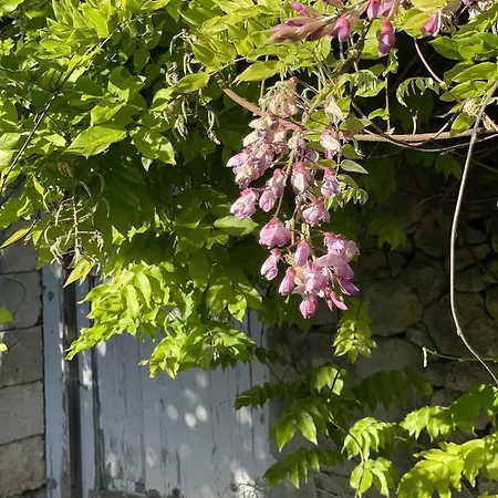 招待所 马塞里亚塔斯帕蒂旅馆 孔卡斯普奇拉