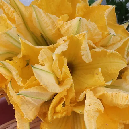 马塞里亚塔斯帕蒂旅馆