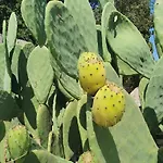 农家乐 马塞里亚塔斯帕蒂旅馆